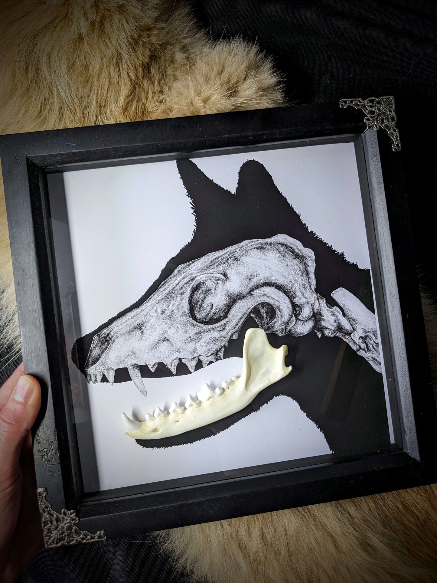 FOR FOX SAKE, Original art print with real fox jaw taxidermy framed shadow box | Gothic print | Oddities & Curiosities | Taxidermy art