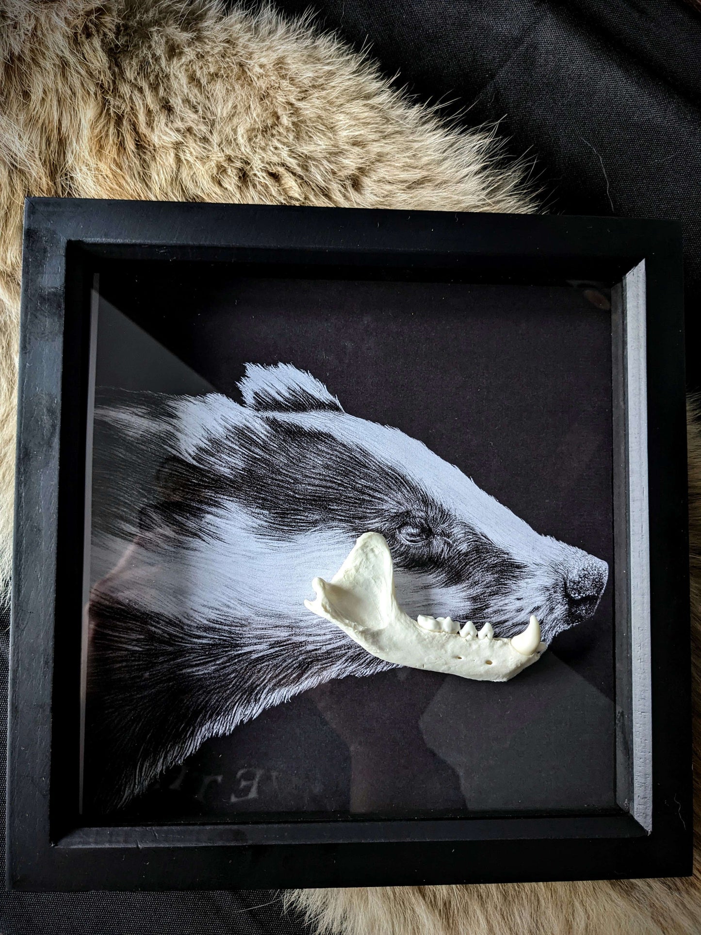 MR BADGER, Original art print with real badger jaw taxidermy framed shadow box | Gothic print | Oddities & Curiosities | Taxidermy art