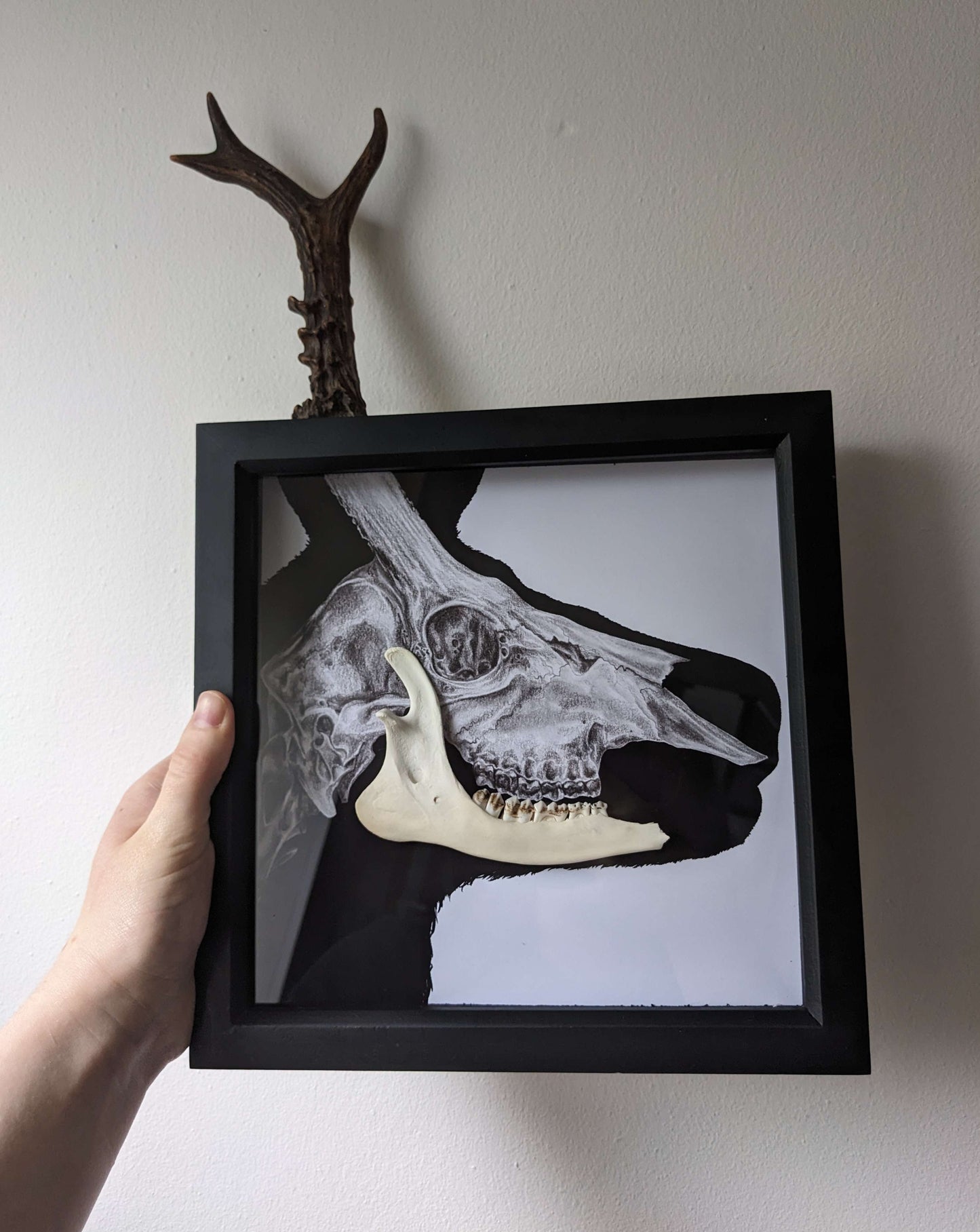 OH DEER, Original art print with real deer antler & jaw bone taxidermy framed shadow box | Gothic print | Oddities & Curiosities | Taxidermy Art