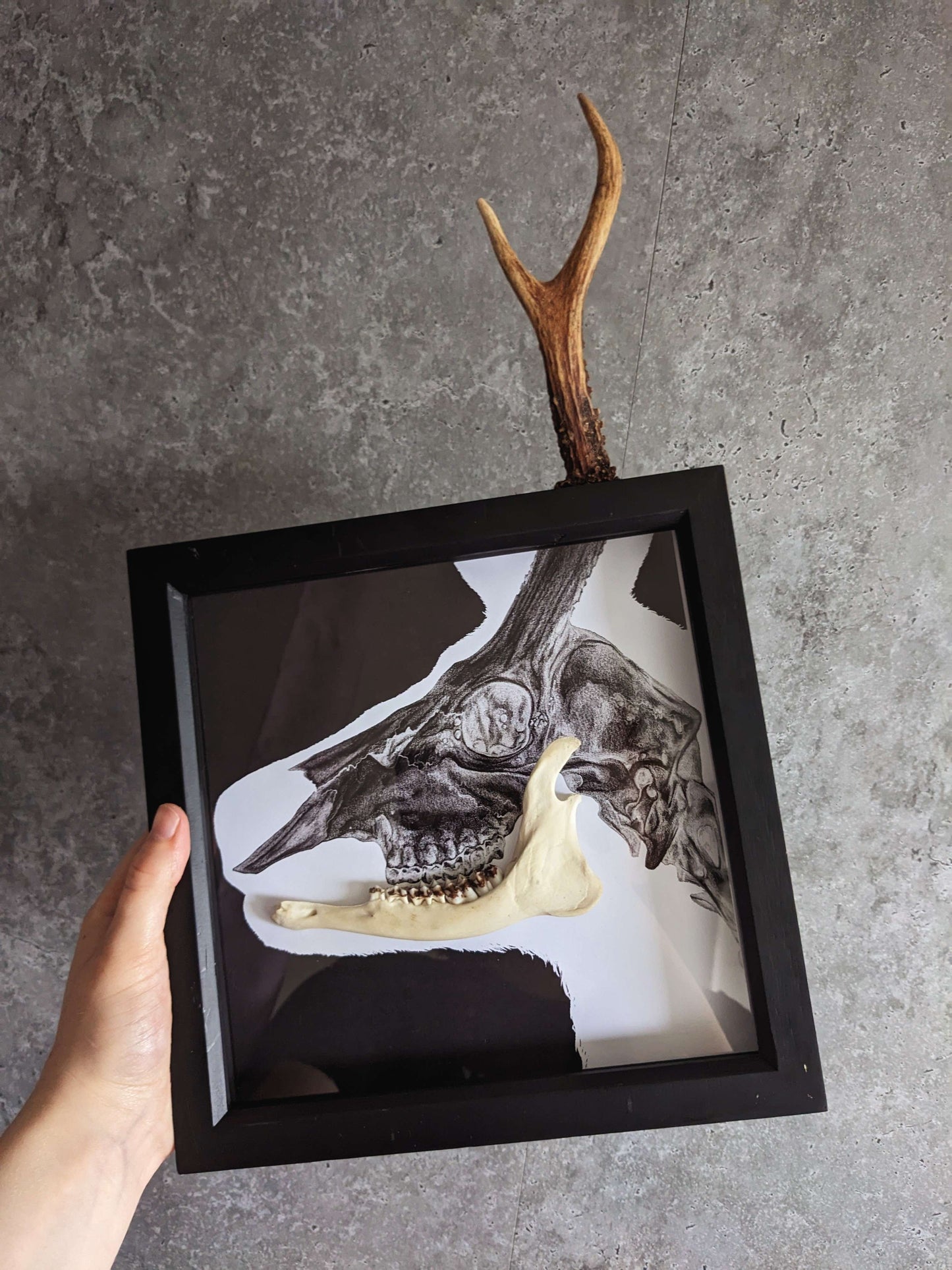 OH DEER, Original art print with real deer antler & jaw bone taxidermy framed shadow box | Gothic print | Oddities & Curiosities | Taxidermy Art