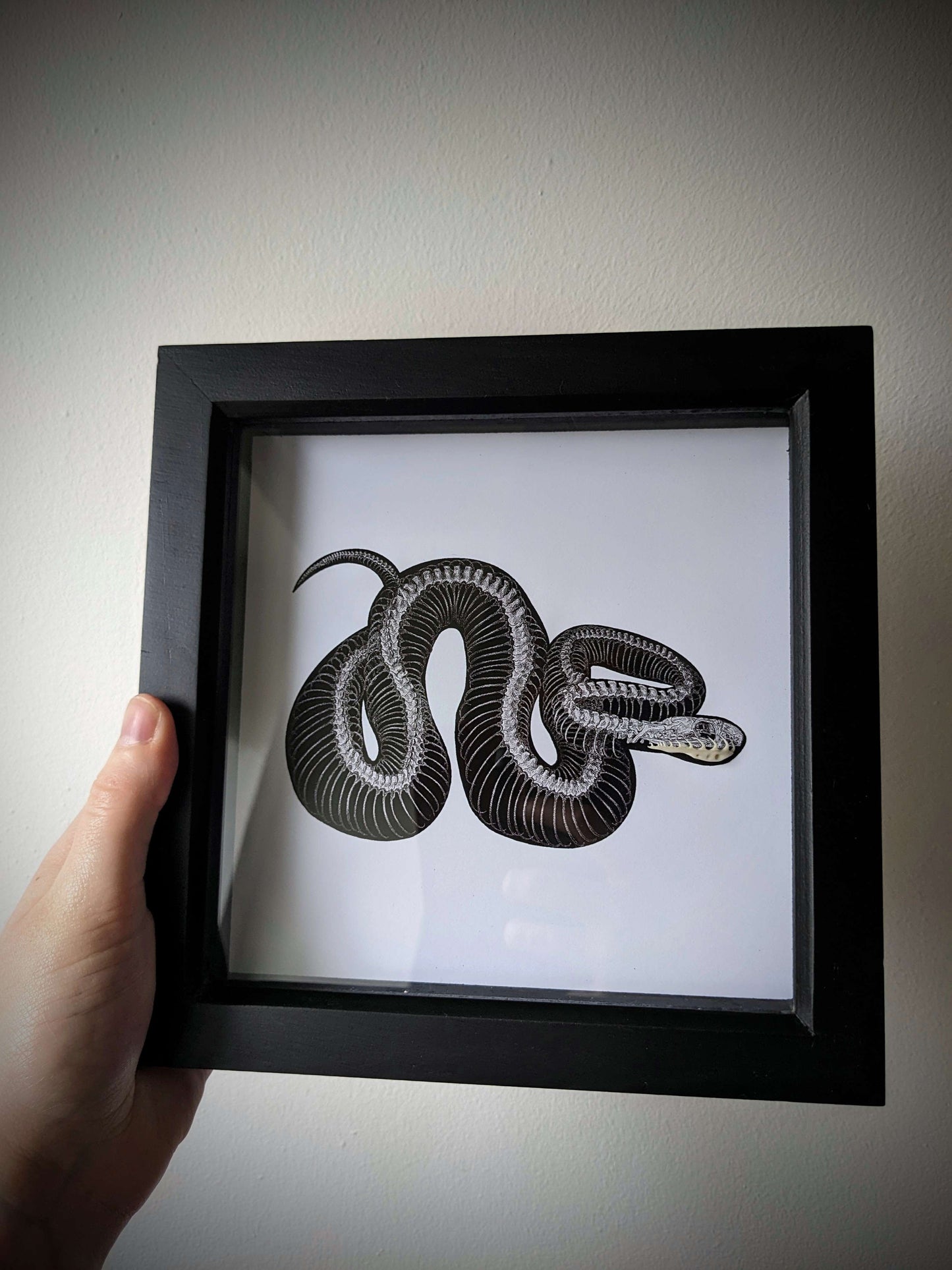 FORSNAKEN Original art print with snake skeleton & real jaw bone taxidermy framed shadow box | Oddities & Curiosities | Snake lover | Goth Decor | Witch