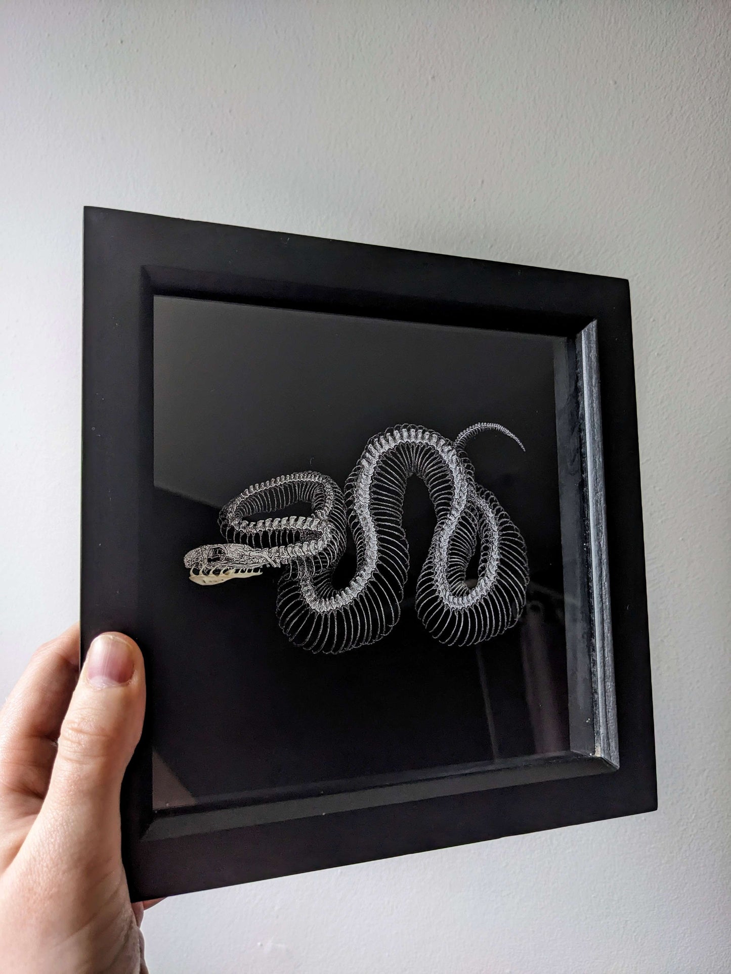 FORSNAKEN Original art print with snake skeleton & real jaw bone taxidermy framed shadow box | Oddities & Curiosities | Snake lover | Goth Decor | Witch