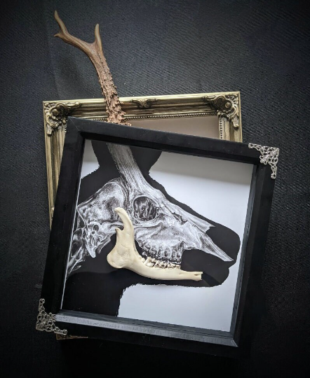 OH DEER, Original art print with real deer antler & jaw bone taxidermy framed shadow box | Gothic print | Oddities & Curiosities | Taxidermy Art